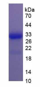 Figure 1. SDS-PAGE