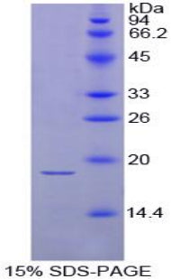 Figure 1. SDS-PAGE
