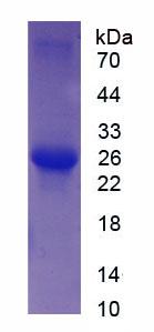 Figure 3. SDS-PAGE