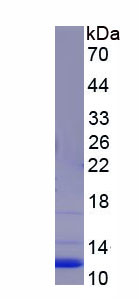 Figure 1. SDS-PAGE