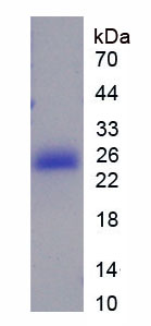 Figure 1. SDS-PAGE