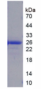 Figure 1. SDS-PAGE