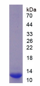 Figure 2. SDS-PAGE