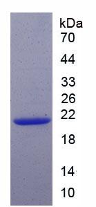 Figure 2. SDS-PAGE