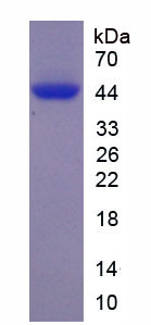 Figure 1. SDS-PAGE