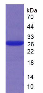 Figure 3. SDS-PAGE