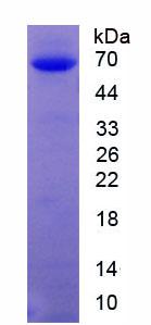 Figure 2. SDS-PAGE