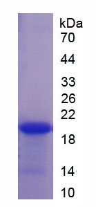 Figure 1. SDS-PAGE