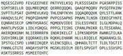 Recombinant Microphthalmia Associated Transcription Factor (MITF), RPU55385