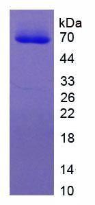 Figure 2. SDS-PAGE