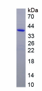 Figure 1. SDS-PAGE
