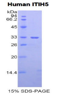 Figure 1. SDS-PAGE
