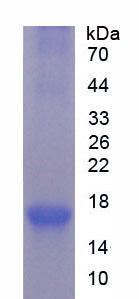 Figure 1. SDS-PAGE