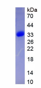 Figure 1. SDS-PAGE