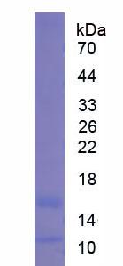 Figure 2. SDS-PAGE