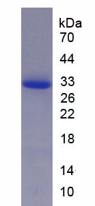 Figure 1. SDS-PAGE