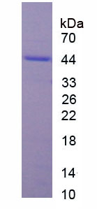 Figure 1. SDS-PAGE