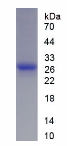 Figure 1. SDS-PAGE