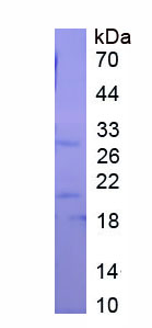 Figure 1. SDS-PAGE