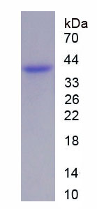 Figure 1. SDS-PAGE