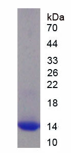 Figure 1. SDS-PAGE