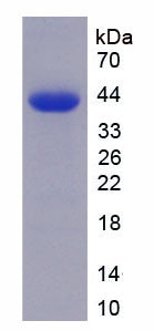 Figure 1. SDS-PAGE