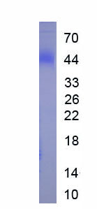 Figure 1. SDS-PAGE