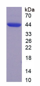 Figure 1. SDS-PAGE