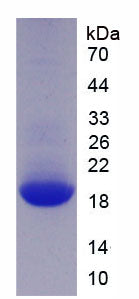 Figure 1. SDS-PAGE