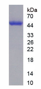 Figure 1. SDS-PAGE