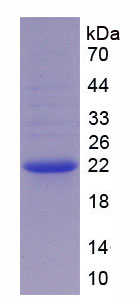 Figure 1. SDS-PAGE
