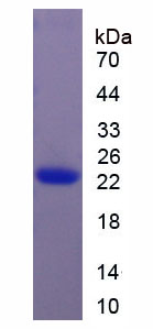 Figure 1. SDS-PAGE
