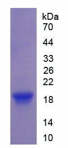 Figure 1. SDS-PAGE