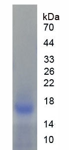 Figure 1. SDS-PAGE