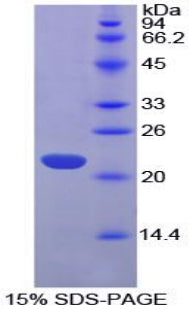 Figure 1. SDS-PAGE