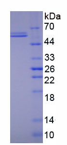 Figure 1. SDS-PAGE