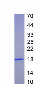 Figure 1. SDS-PAGE