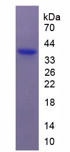 Figure 1. SDS-PAGE
