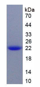 Figure 1. SDS-PAGE