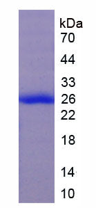 Figure 1. SDS-PAGE
