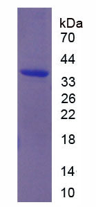 Figure 1. SDS-PAGE