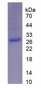 Figure 1. SDS-PAGE