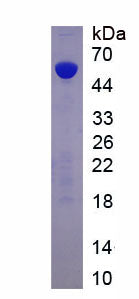 Figure 1. SDS-PAGE