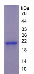 Figure 1. SDS-PAGE