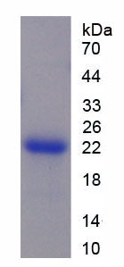 Figure 1. SDS-PAGE