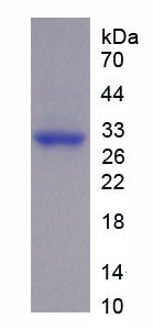 Figure 1. SDS-PAGE