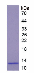 Figure 1. SDS-PAGE