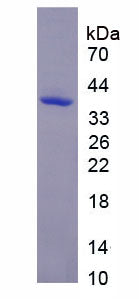 Figure 1. SDS-PAGE
