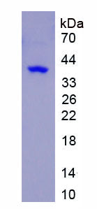 Figure 1. SDS-PAGE