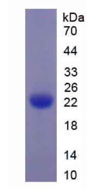 Figure 1. SDS-PAGE